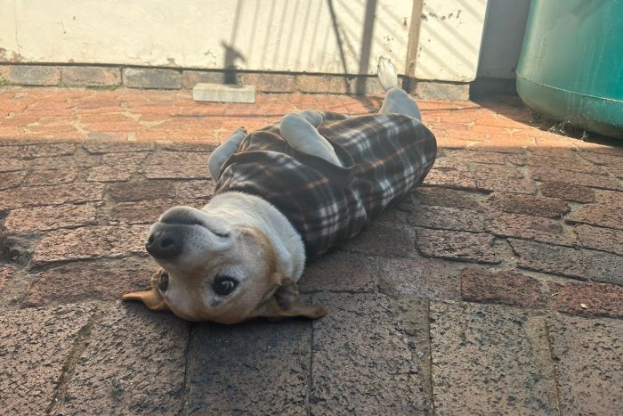 All Purpose Dog Jacket