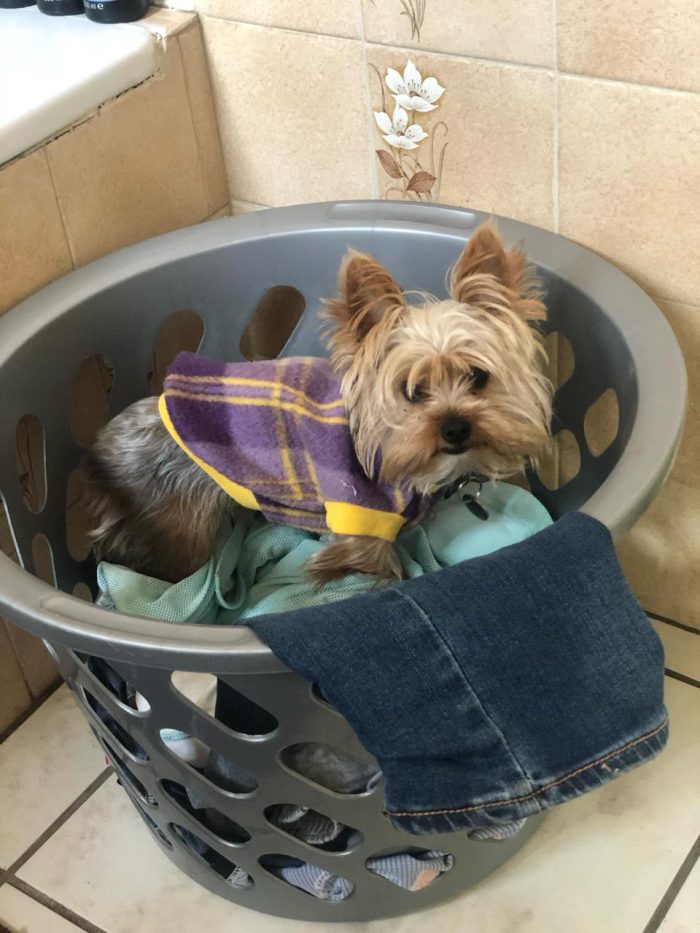 All Purpose Dog Jacket - Image 3