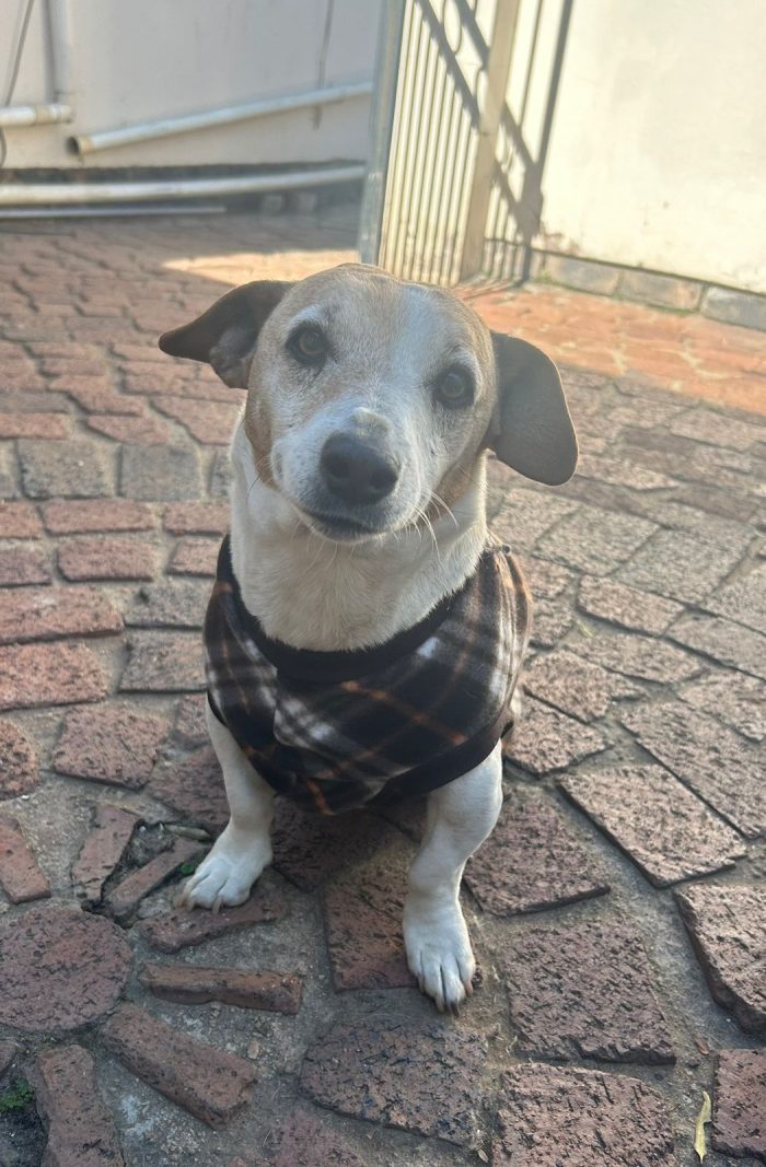 All Purpose Dog Jacket - Image 6