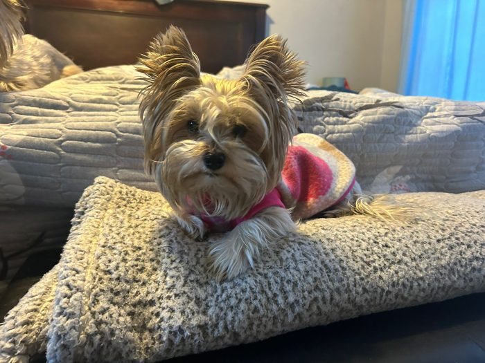 Saddle Dog Jacket - Image 3