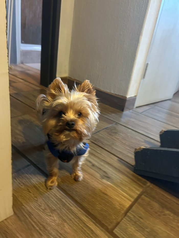 Saddle Dog Jacket - Image 4