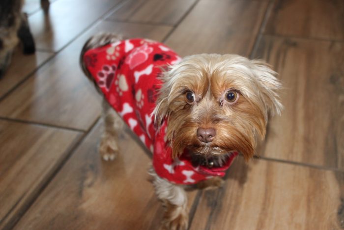 Velcro Dog Jacket