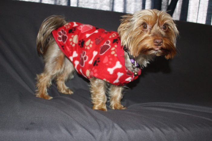 Velcro Dog Jacket - Image 3