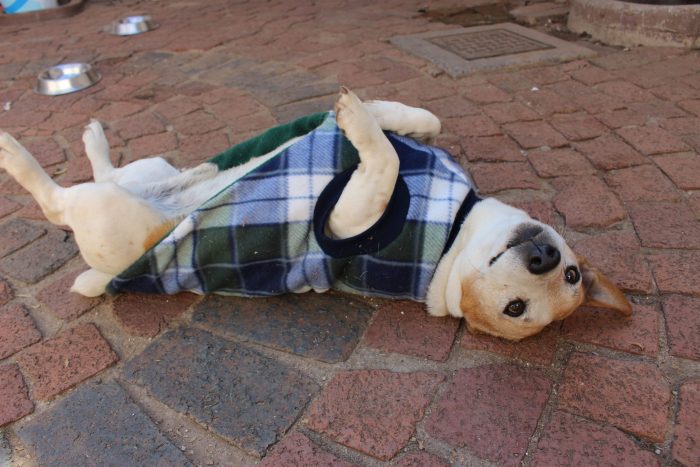Saddle Dog Jacket (Extra Length) - Image 8