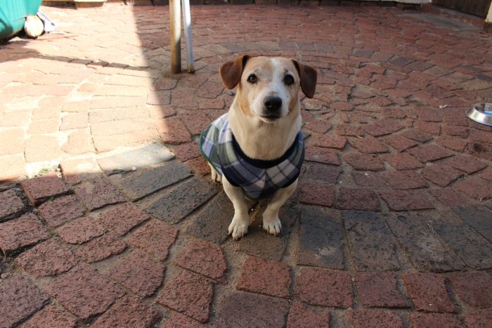 Saddle Dog Jacket (Extra Length) - Image 5