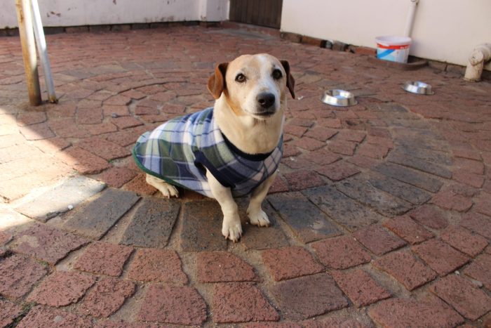 Saddle Dog Jacket (Extra Length) - Image 6