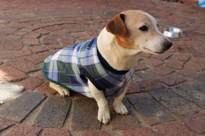 Saddle Dog Jacket (Extra Length) - Image 7