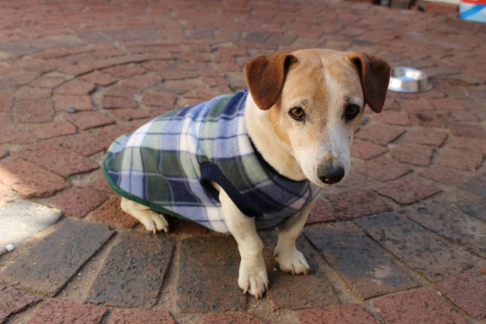 Saddle Dog Jacket (Extra Length)