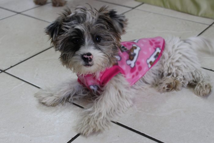 Saddle Dog Jacket - Image 5